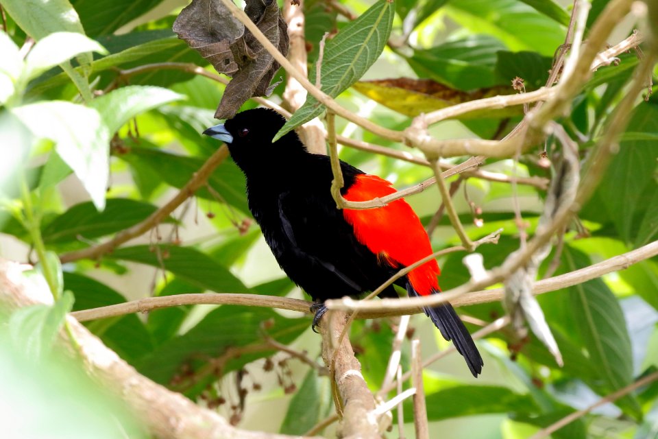 Passerini's Tanager