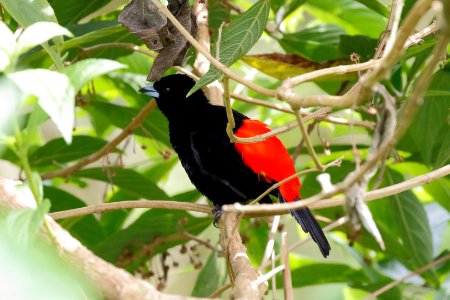 Passerini's Tanager photo