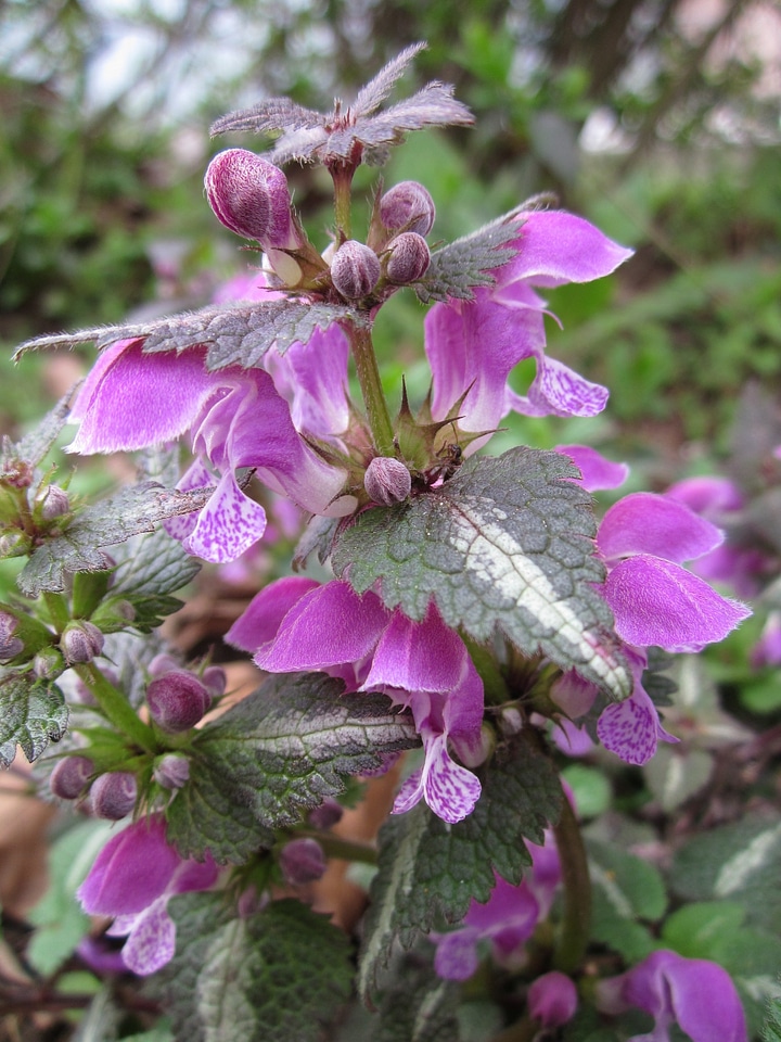 Purple dragon wildflower flora