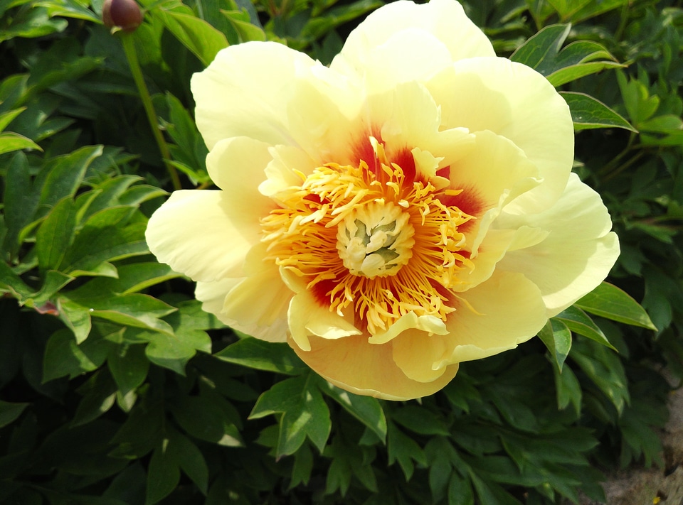 Spring garden nature
