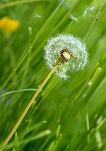 Flowers nature plants photo