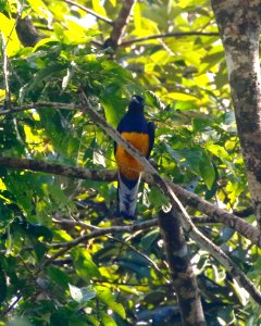 Green-backed (Amazonian White-tailed) Trogon (Trogon viridis) - 0825