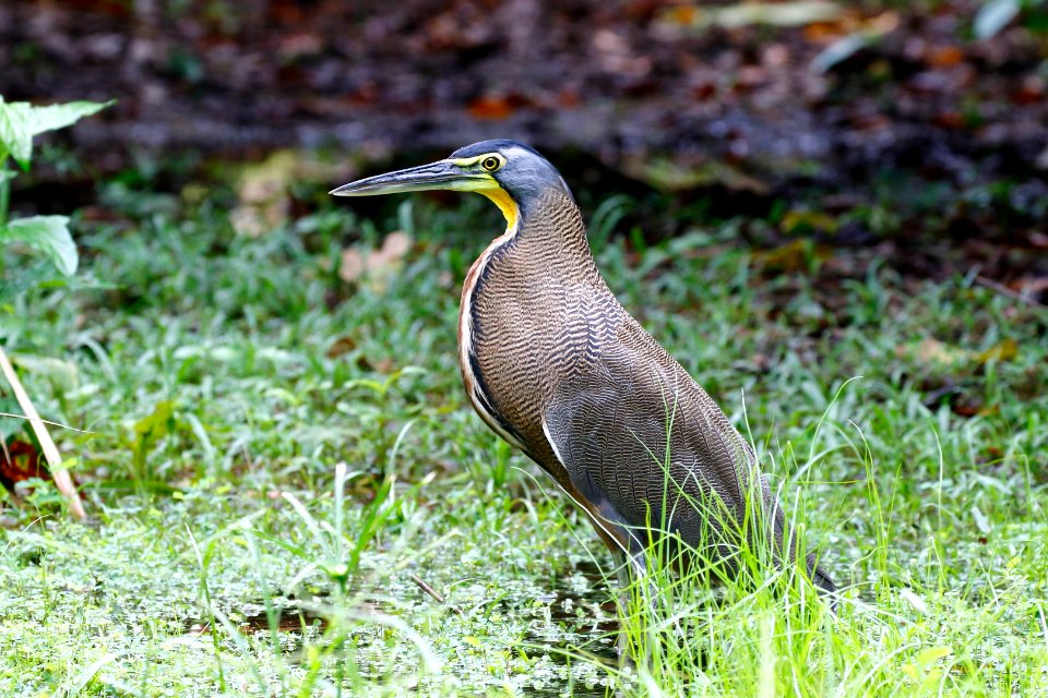 Bare-throated Tiger-Heron