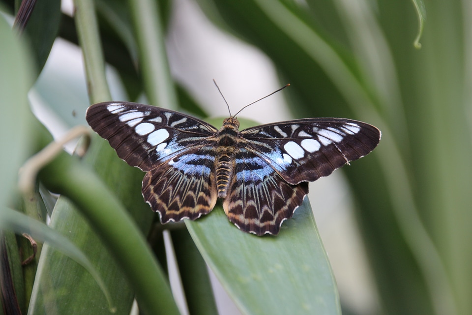Butterfly insect Free photos