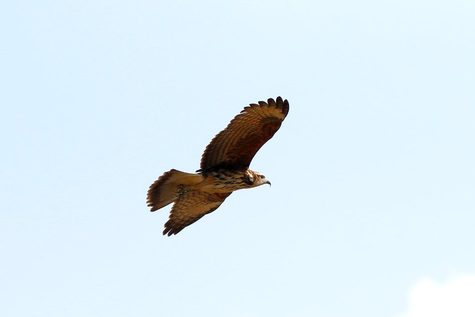 Snail Kite, Rosthramus sociabilis - 260A3564