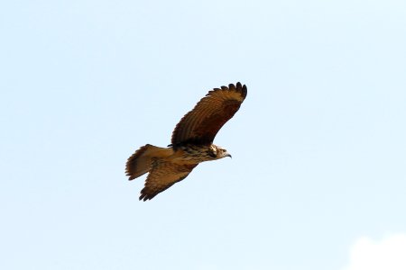 Snail Kite, Rosthramus sociabilis - 260A3564