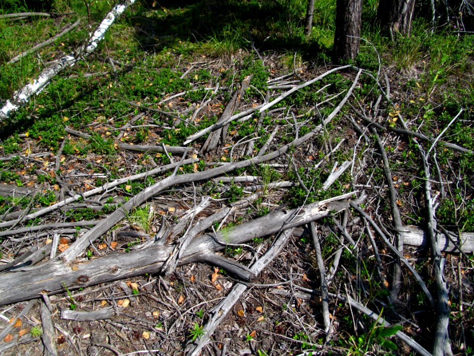 Vaccinium vitis-idaea