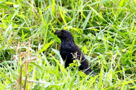 Groove-billed Ani, Crotophaga sulcirostris - 260A3183 photo