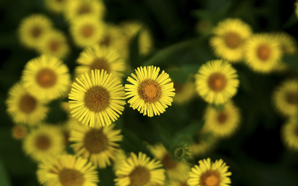 Flowers their mums yellow flower