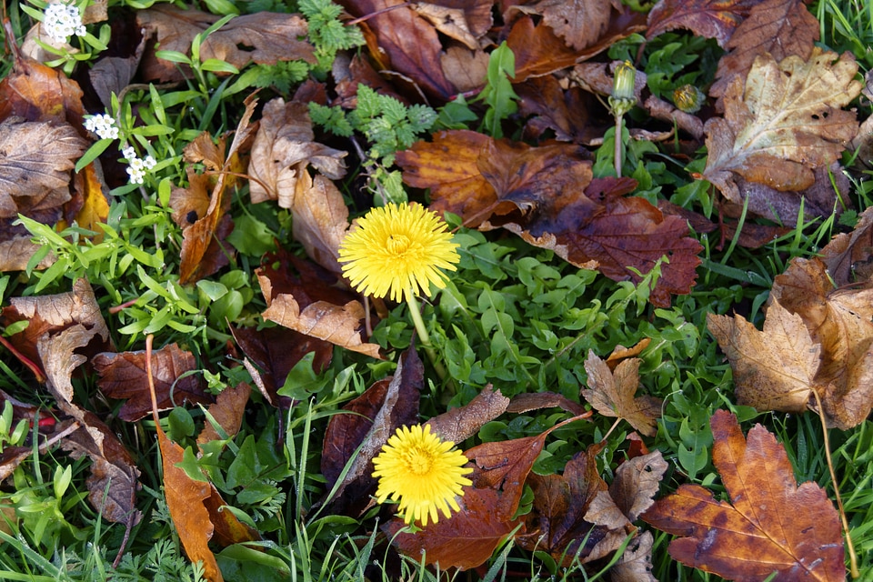 Yellow autumn background fall
