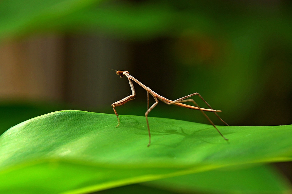 Insect nature mantis