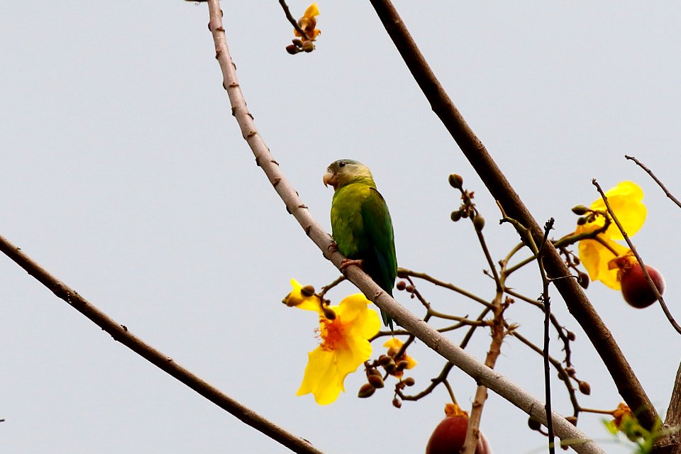 Grey-cheeked Parakeet, Brotogeris pyrrhopterus - 260A3257