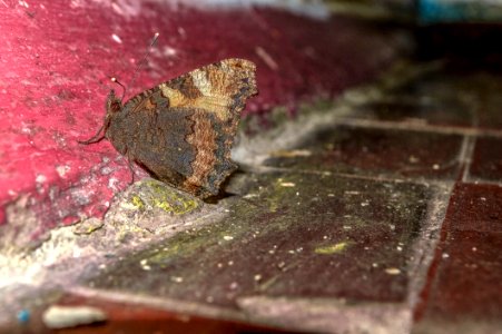 Butterfly hibernates