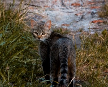 Cat in the Grass
