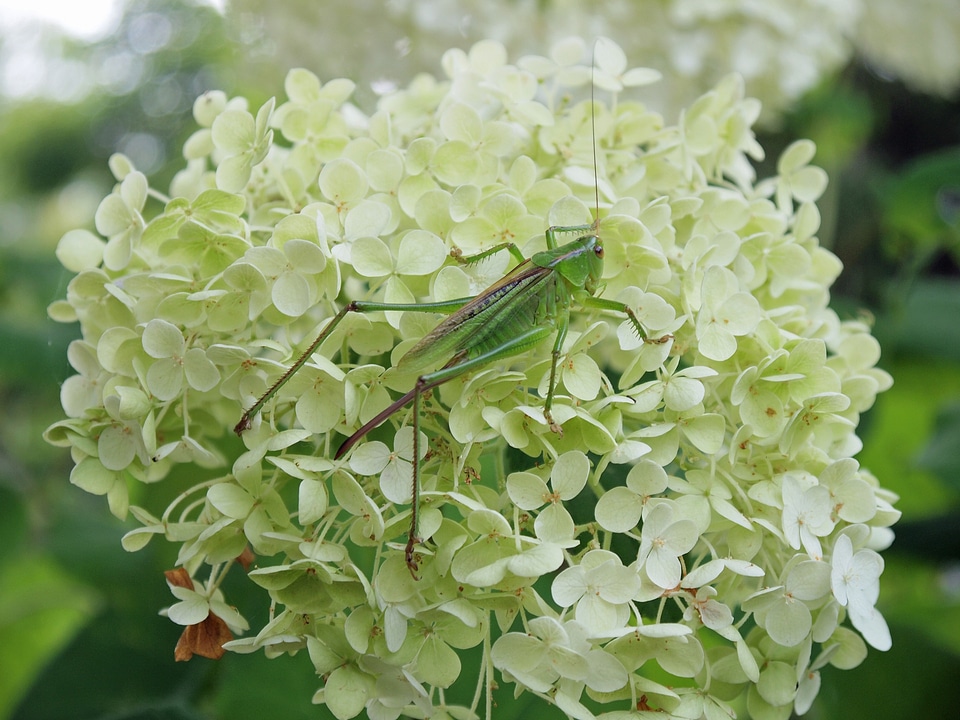 Insect summer refreshing
