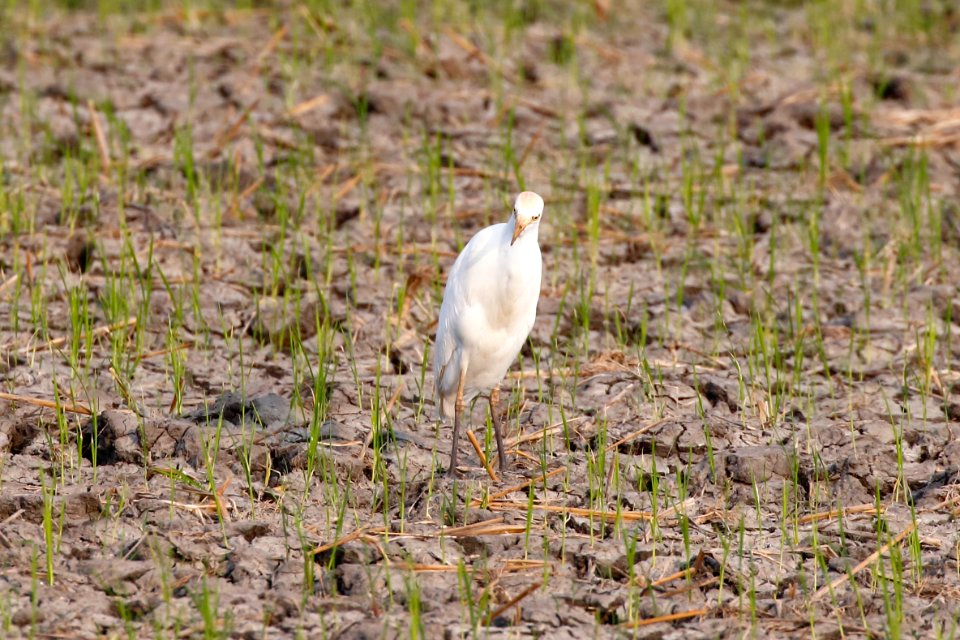 Cattle Egret, Bubulcus ibis - 260A3609