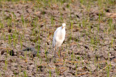 Cattle Egret, Bubulcus ibis - 260A3609 photo