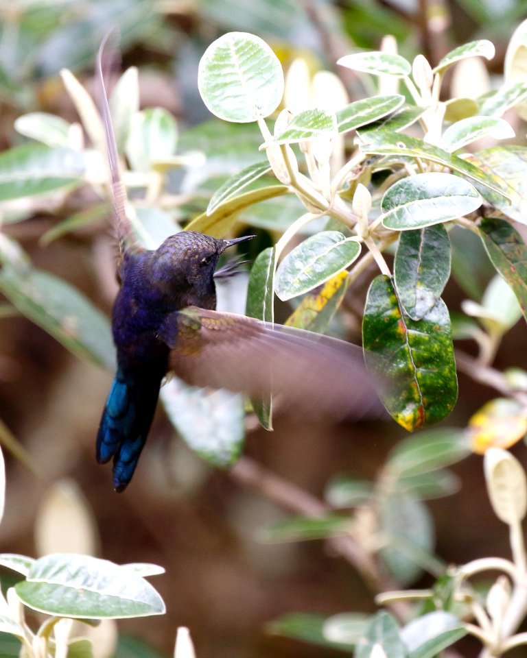 Blue-mantled Thorntail (Chalcostigma stanleyi) - 260A3123