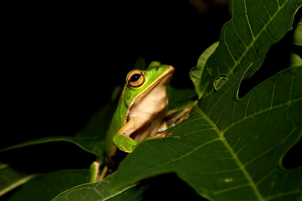The Emerald tree frog