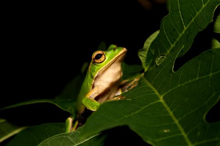 The Emerald tree frog photo