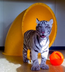 White Tiger cub