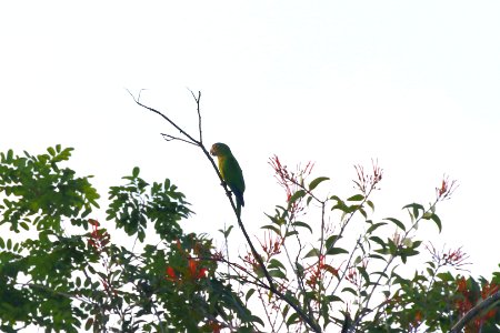 Orange-fronted Parakeet photo