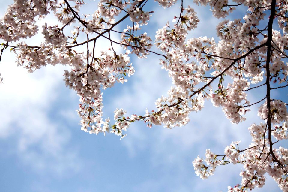 화창한 날씨 벚꽃 Cherry blossoms sunny blooming