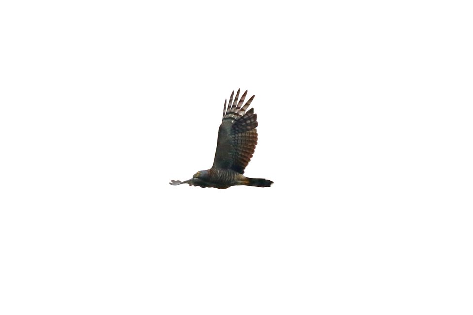 Hook-billed Kite, Chondrohierax uncinatus - 260A2675