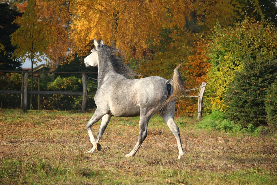 Pasture autumn gallop