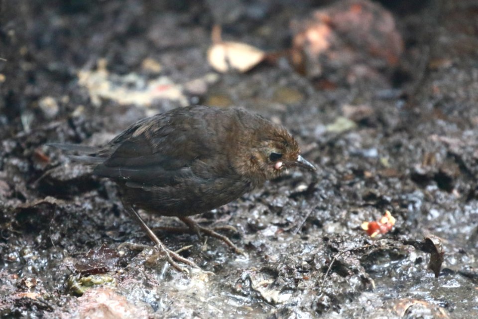 Spillmann's Tapaculo, Scytalopus spillmannsi - 260A2868