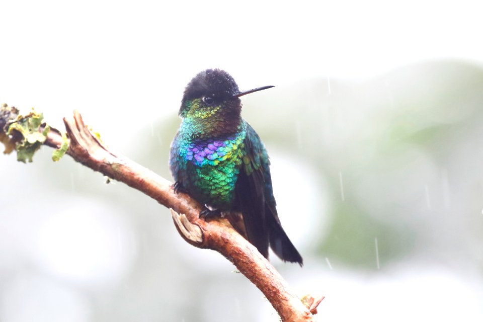 Fiery-throated Hummingbird 260A4426
