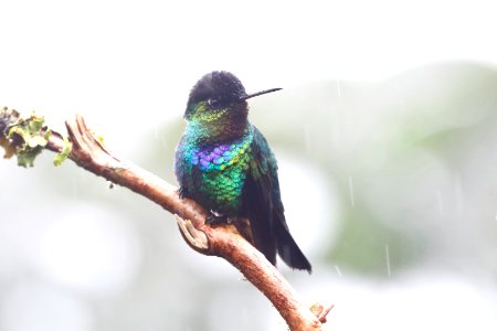 Fiery-throated Hummingbird 260A4426 photo