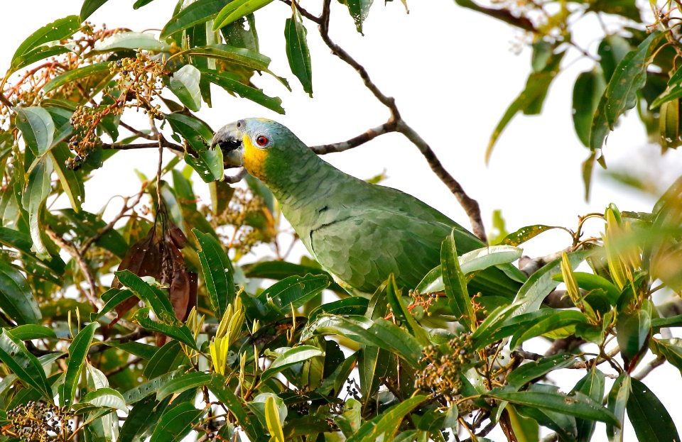 Orange-winged Amazon (Amazona amazonica) - 1210