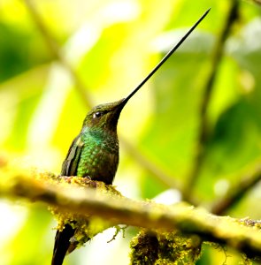 Sword-billed Hummingbird (Ensifera ensifera) - 260A0423