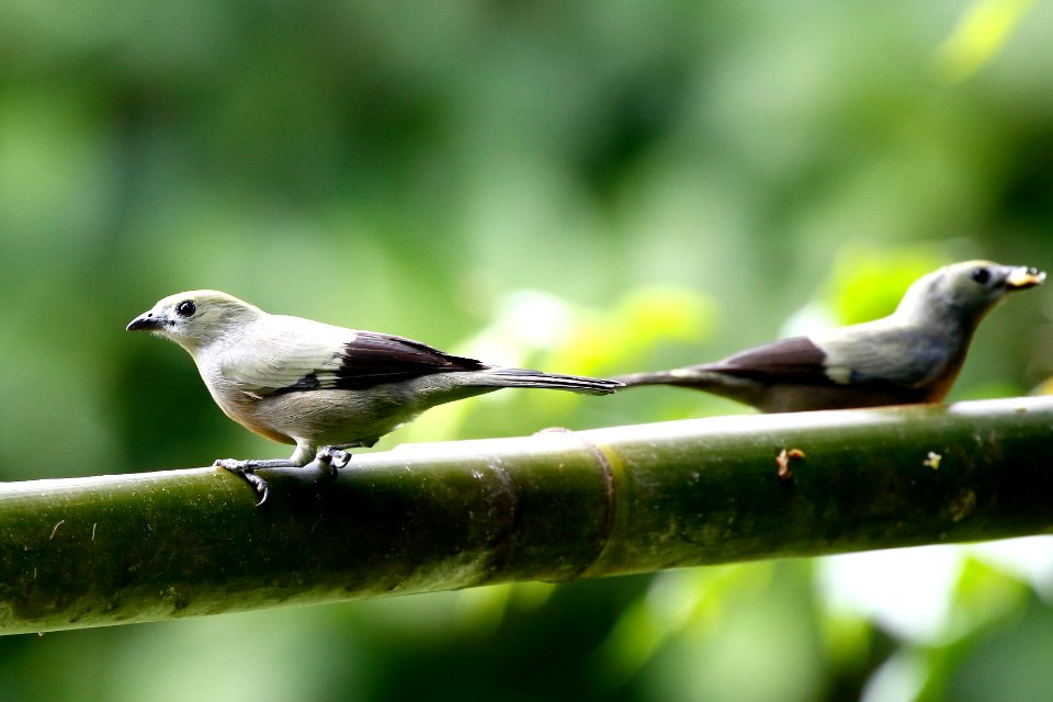 Palm Tanager, Thraupis palmarum - 260A2490