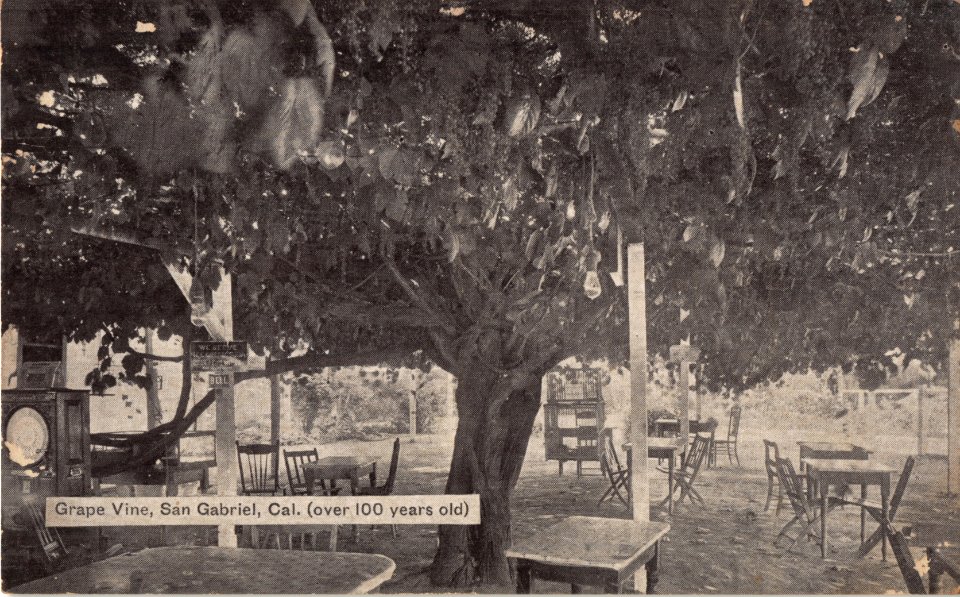 GRAPE VINE SAN GABRIEL CALIFORNIA OVER 100 YEARS OLD