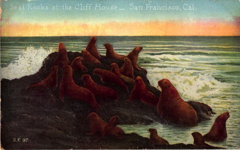 S.F.97.SEAL ROCKS AT THE CLIFF HOUSE SAN FRANCISCO CALIFORNIA photo