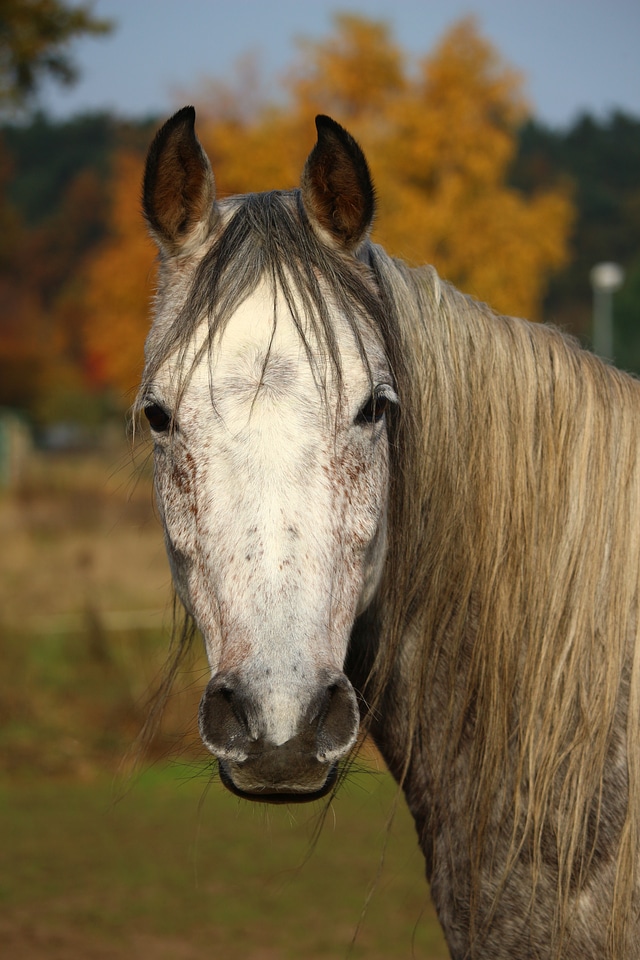 Autumn mane horse head