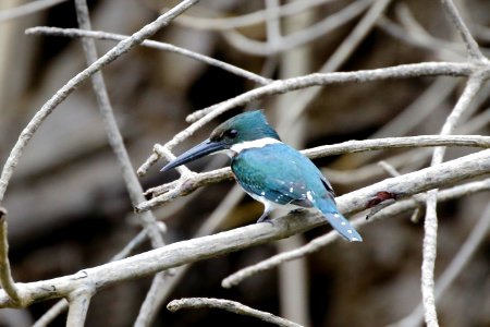 Green Kingfisher, Chloroceryle americana - 260A3343260A3441 photo