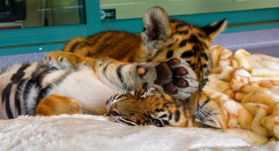 Dreamworld Tiger cubs Adira & Akasha photo