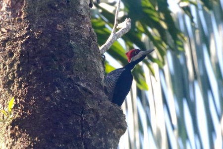Crimson-crested Woodpecker (Campephilus melanoleucos) - 260A0871 photo