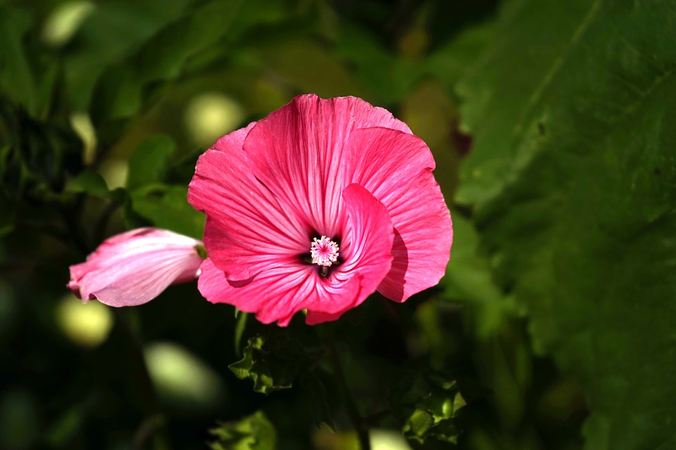Close up flower violet