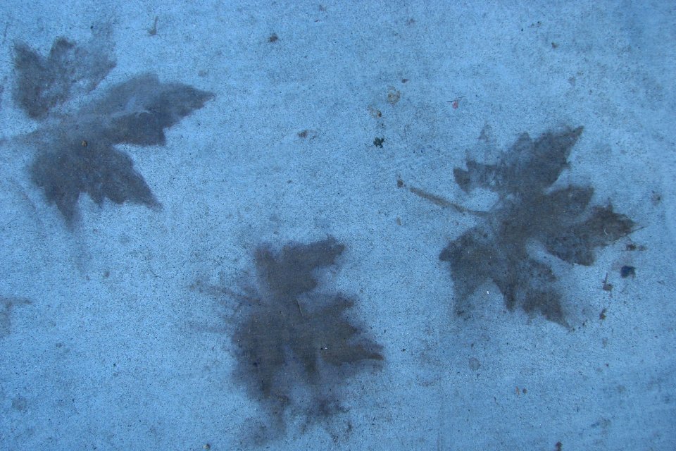 maple-leaf sidewalk ghosts