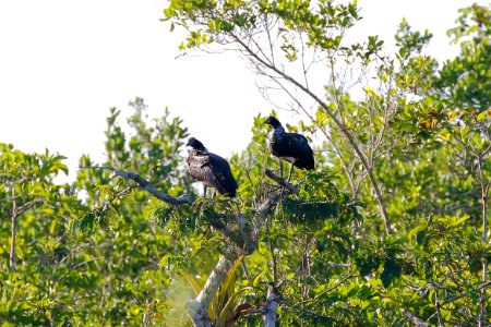 Horned Screamer (Anhima cornuta) - 260A1538 photo