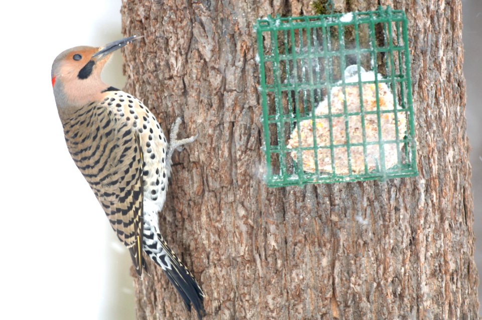woodpecker-flicker (6)-192