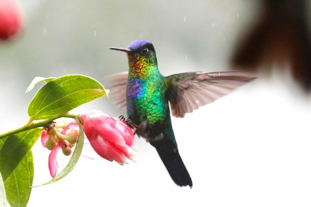 Fiery-throated Hummingbird 260A4270 photo