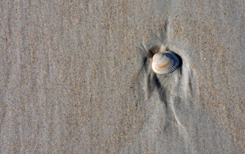 Fishy Backwash