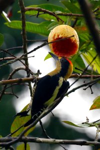 Golden-naped Woodpecker photo