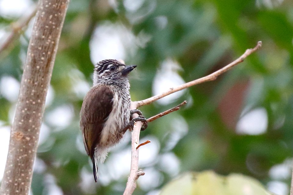 Ecuadorian Piculet, Picumnus sclateri - 260A3663