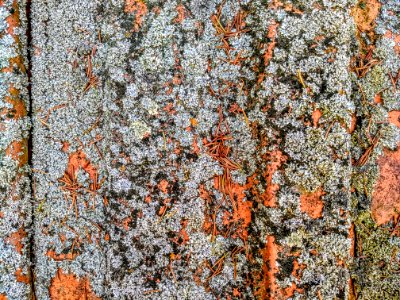 Mossy roof tiles